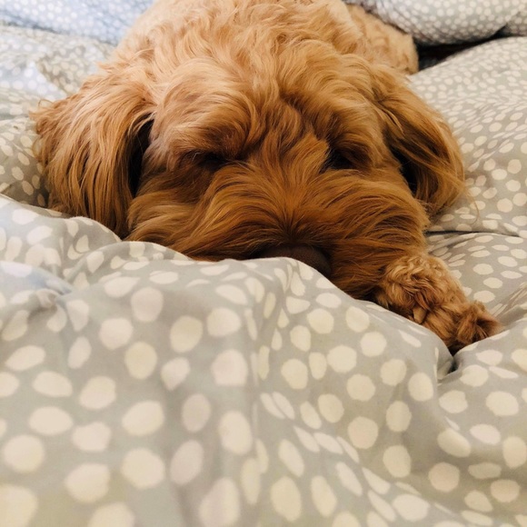 Meet your Posher, Haylee - Picture 1 of 1